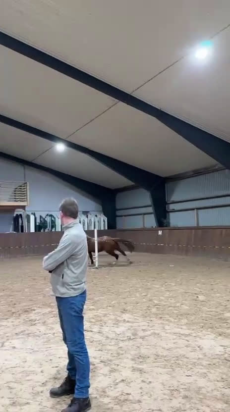 Allround hästar till salu: Unghäst - Video 1