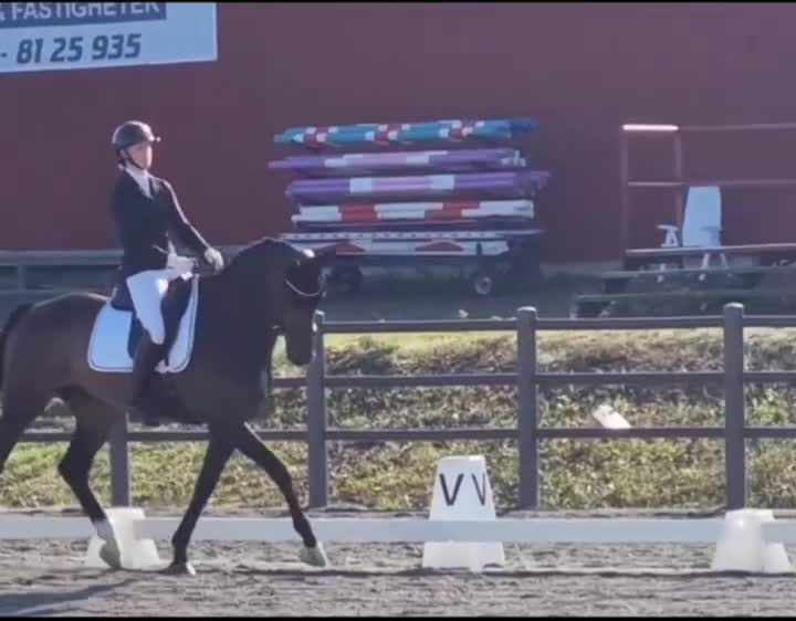 Dressyr hästar sökes: Samarbete sökes - Video 3