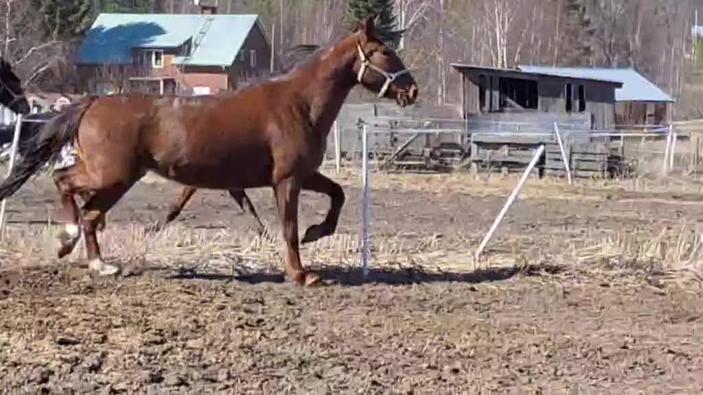 Allround hästar till salu: Ettårshingst PRE korsning - Video 1