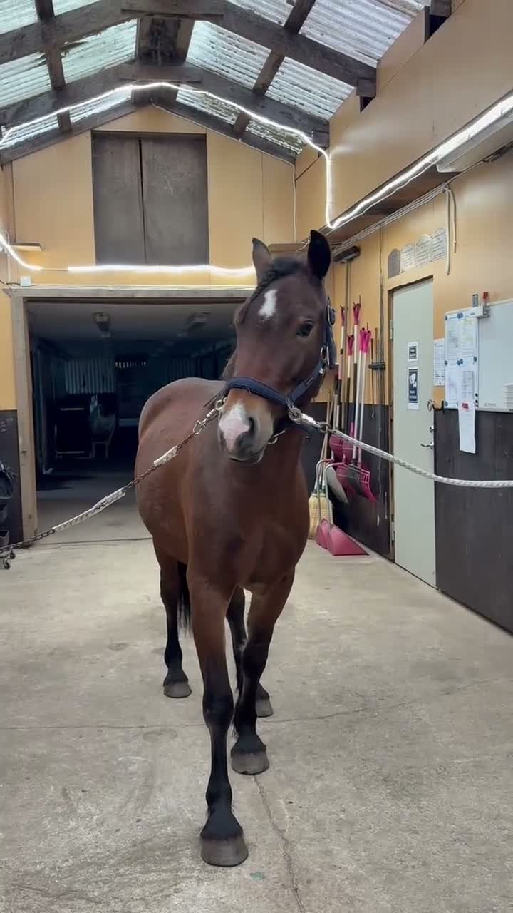 Allround hästar till salu: Welsh Cob-sto med kvalitet, stam & framtid🌟 - Video 2