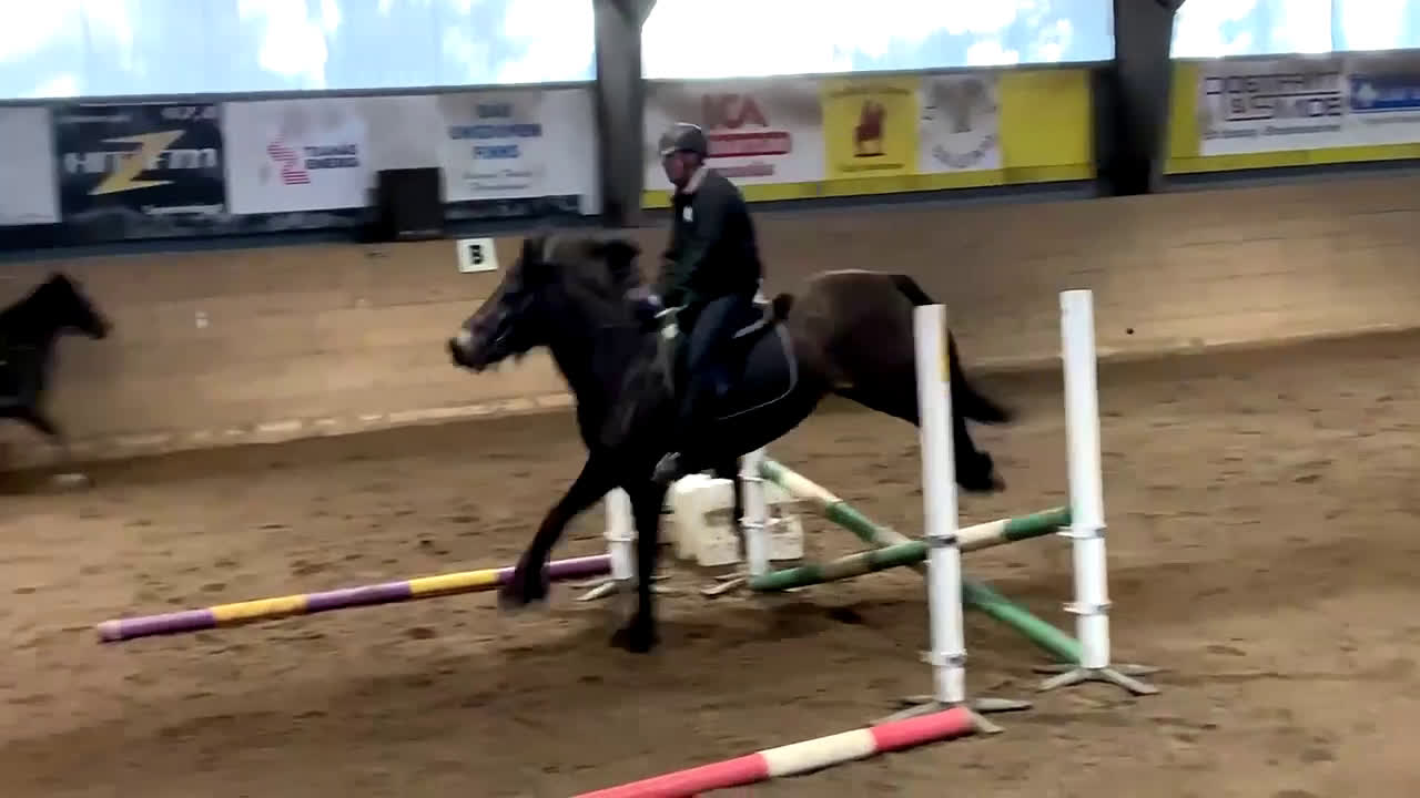 Övrigt hästar till salu: Skog, avelsmärr och Arbetsvillig Kallblodstravare  - Video 3