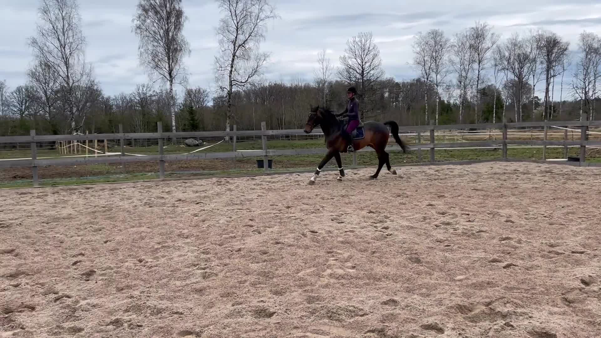 Hoppning hästar till salu: Fantastisk hopphäst✨ - Video 3