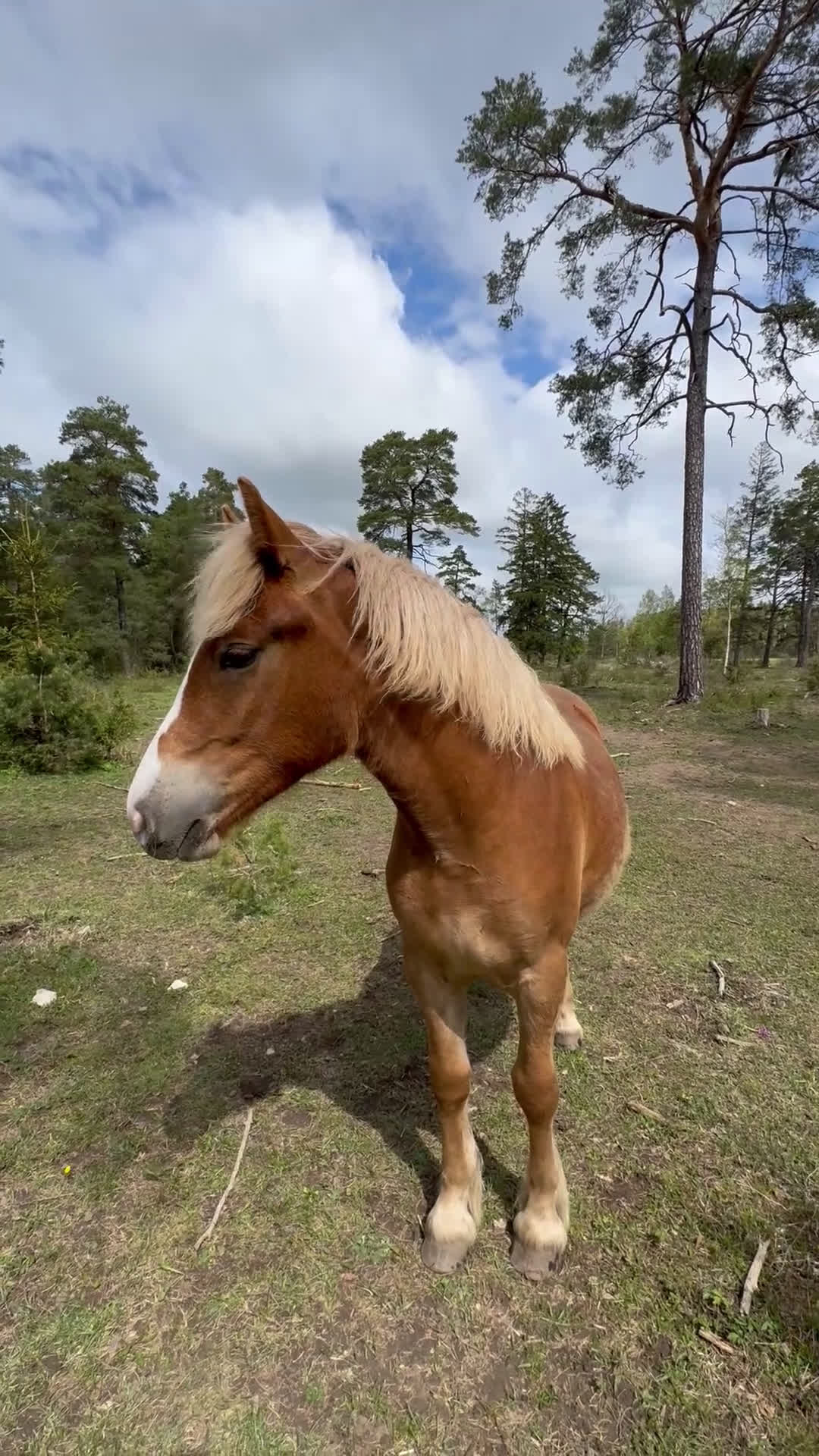 Allround hästar till salu: Blända, en mycket fin 1 åring! i Klintehamn - Video 4