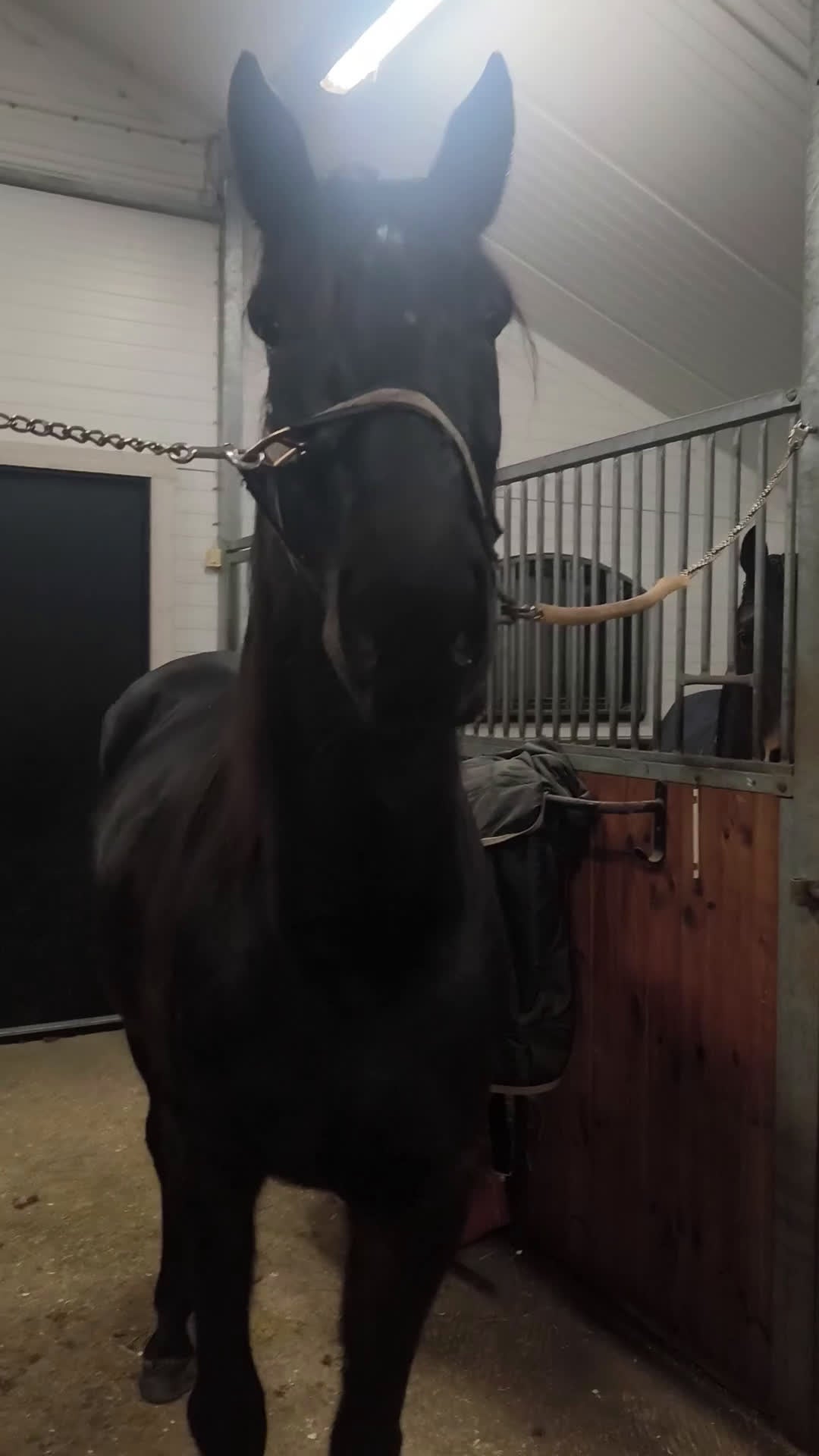 Allround hästar till salu: Ridhäst  i Sexdrega - Video 1