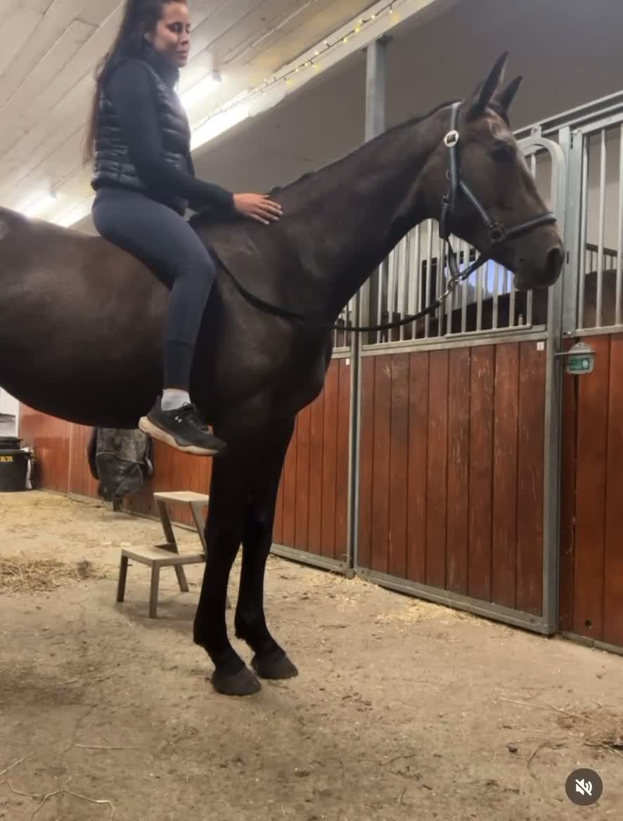 Hoppning hästar till salu: ✨ SWB-sto med alla förutsättningar ✨ i Kovland - Video 1