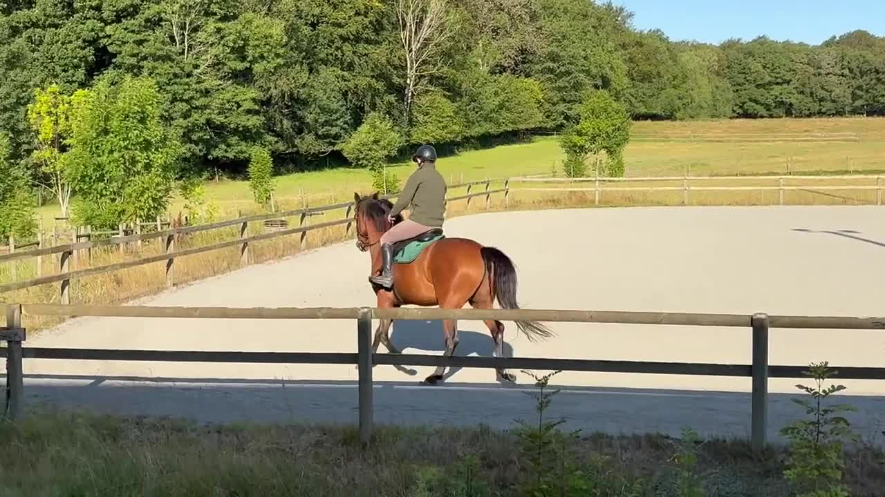 Allround hästar till salu: ***RESERVERAD*** - Video 1