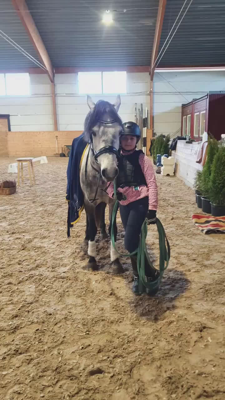 Dressyr hästar till salu: Dressyrponny i Linghem - Video 1