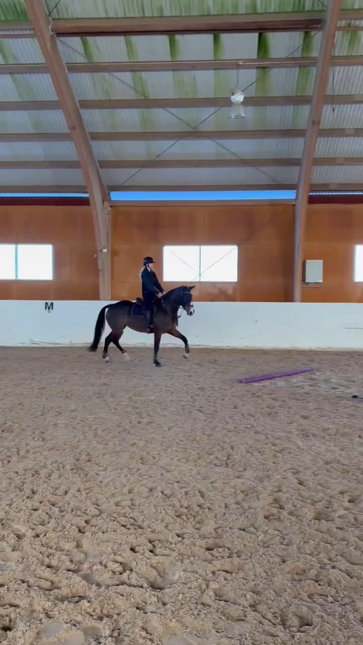 Hoppning hästar till salu: Fantastik tjej 🤩 - Video 4