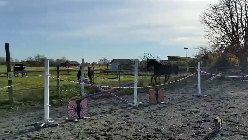 Hoppning hästar till salu: Unghäst med otrolig kapacitet i Klagshamn - Video 1