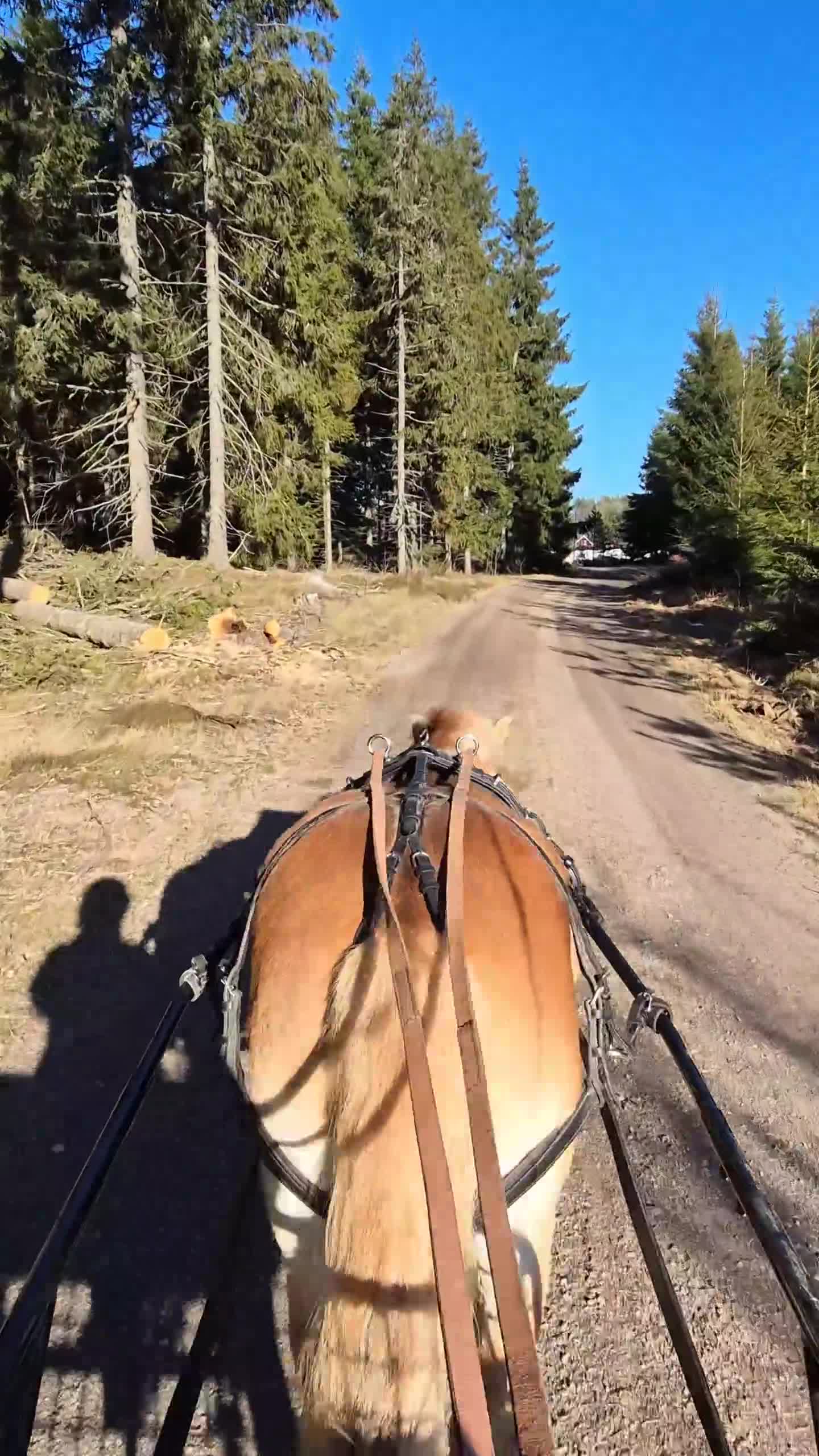 Allround hästar till salu: Okomplicerad 3åring! - Video 1