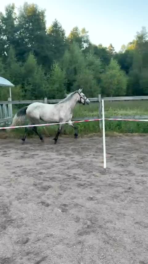 Hoppning hästar till salu: Lovande ponny för framtiden med toppstam! ⭐️ - Video 3