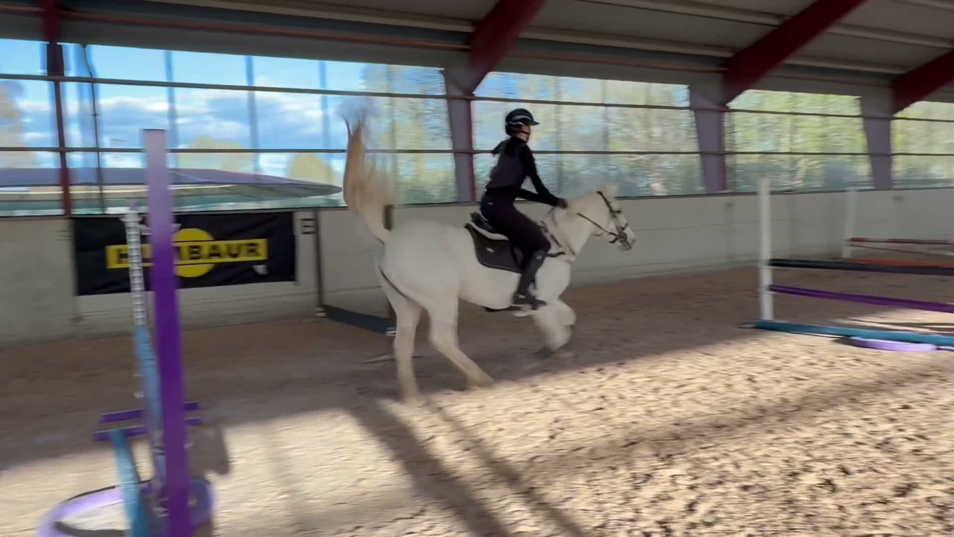 Allround hästar till salu: Superfin D ponny!  - Video 1