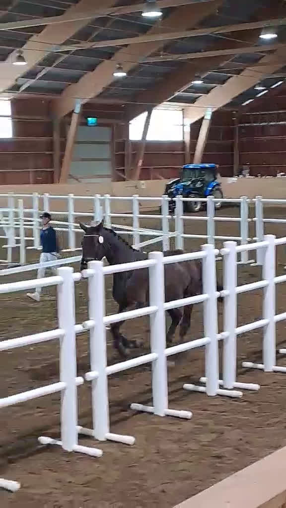 Dressyr hästar till salu: Dressyrtalang 5 årig valack e Americano GJ  i Skärhamn - Video 2