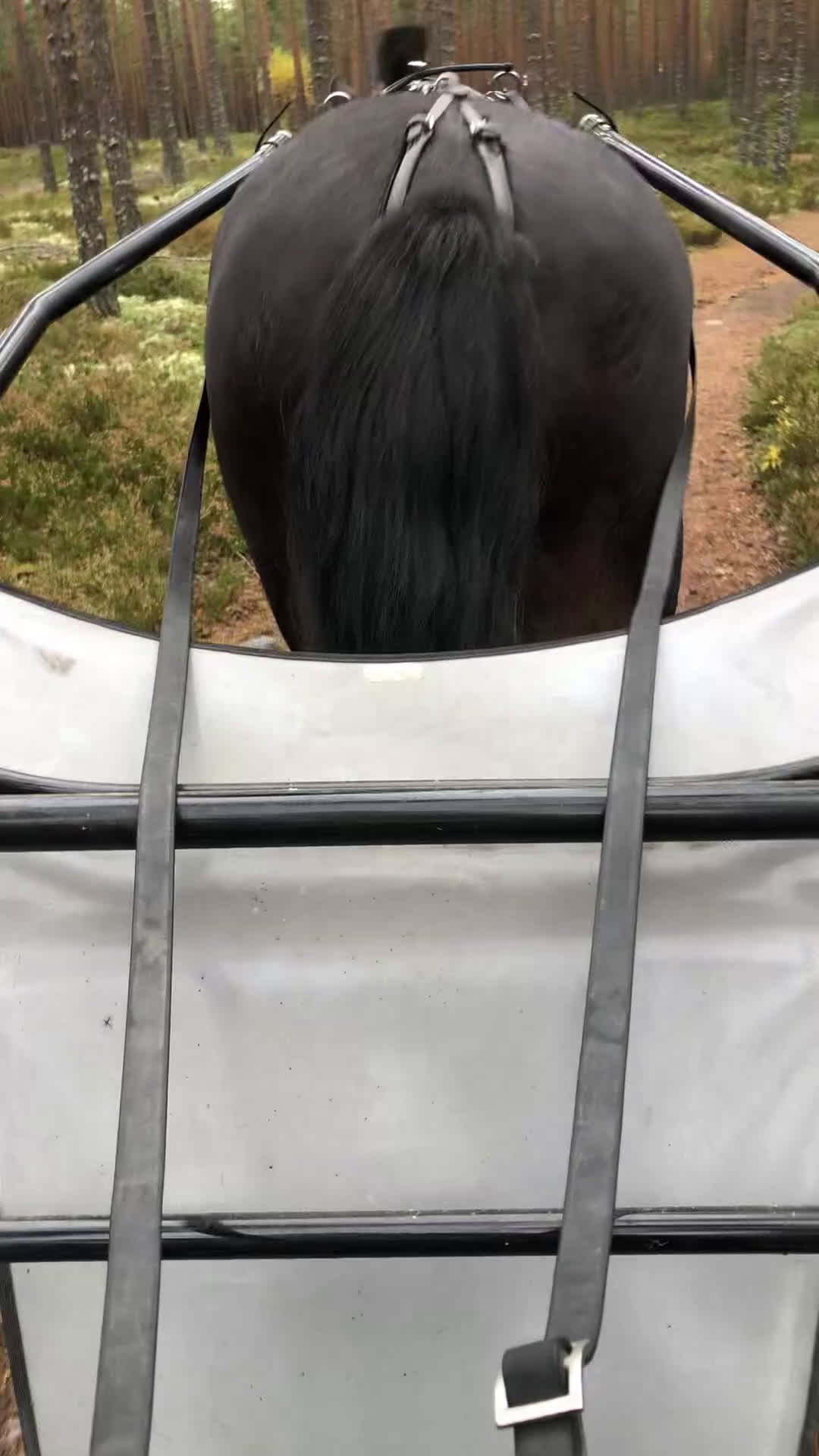 Övrigt hästar till salu: Den bästa häst jag någonsin haft! - Video 1