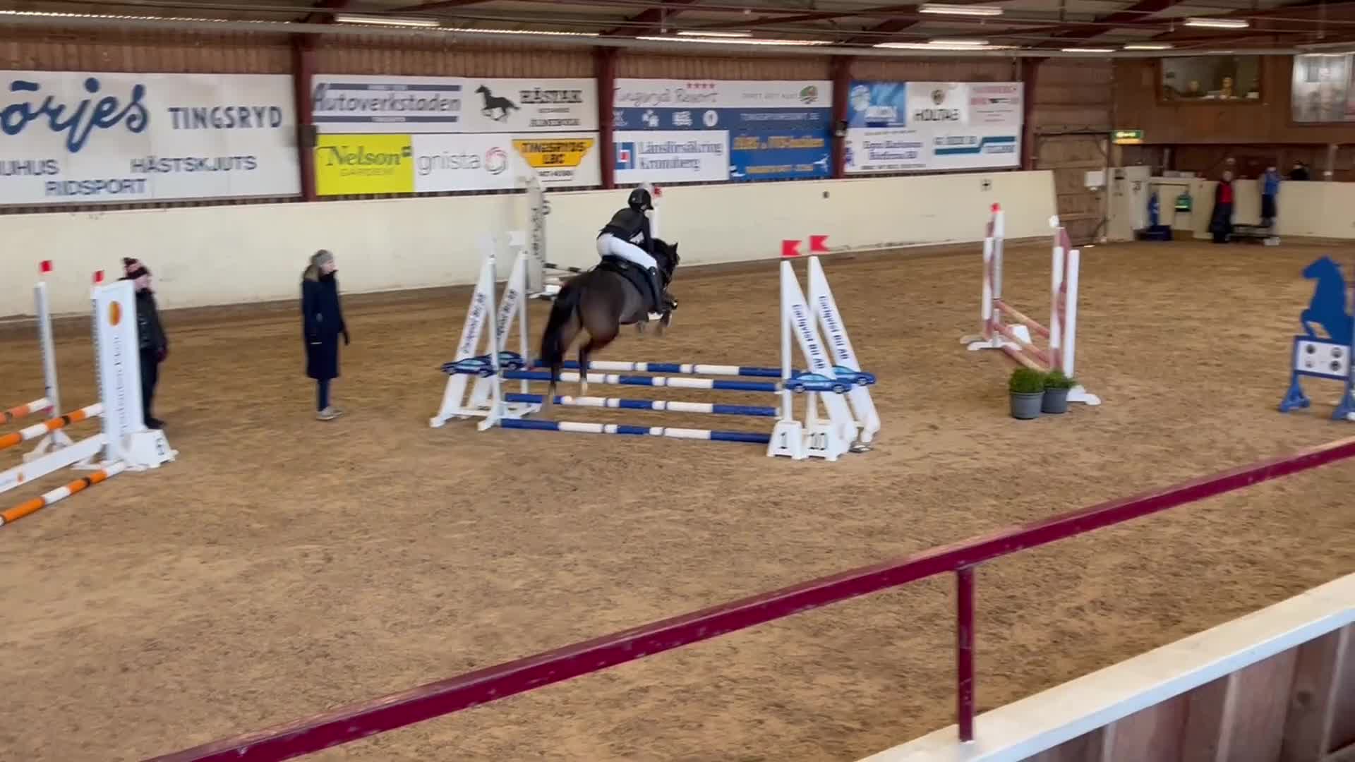 Allround hästar till salu: Pärlan letar fortfarande efter rätt hem - Video 3