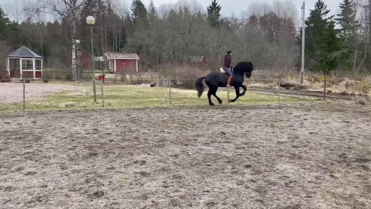  medryttarhäst finnes: Medryttare sökes till frieserhingst - Video 1