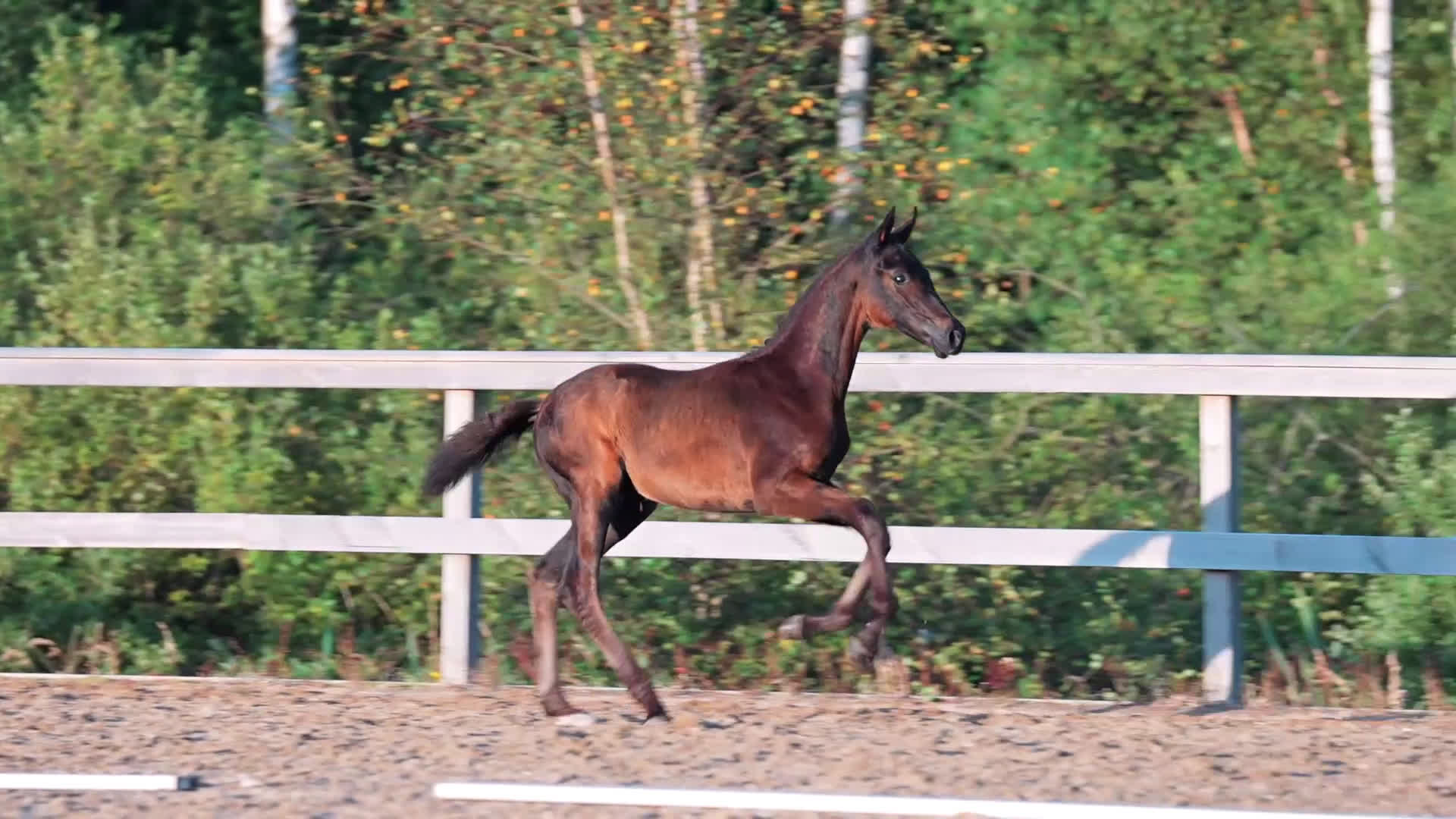 Dressyr hästar till salu: Hingstföl e. Bon Esprit- Fürstenball i Nol - Video 4