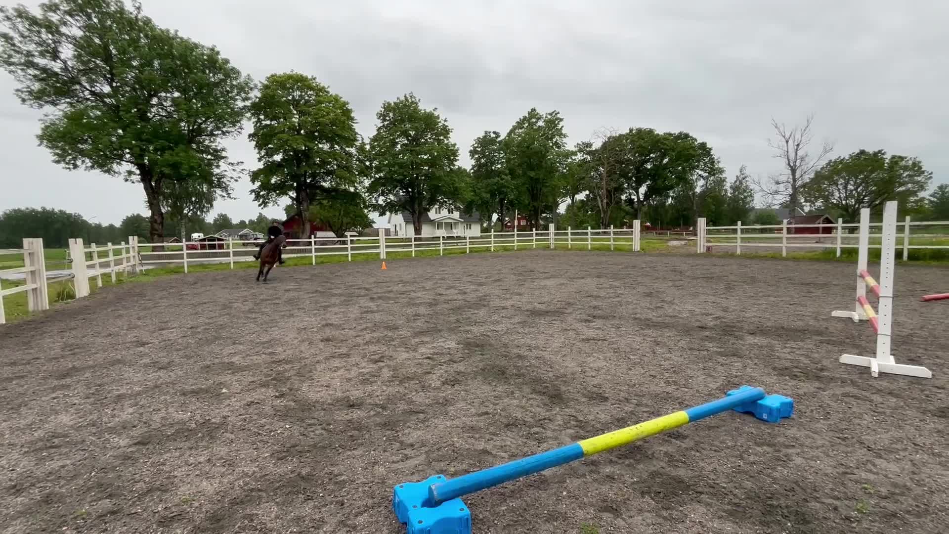 Allround hästar till salu: En kille med personlighet  - Video 1
