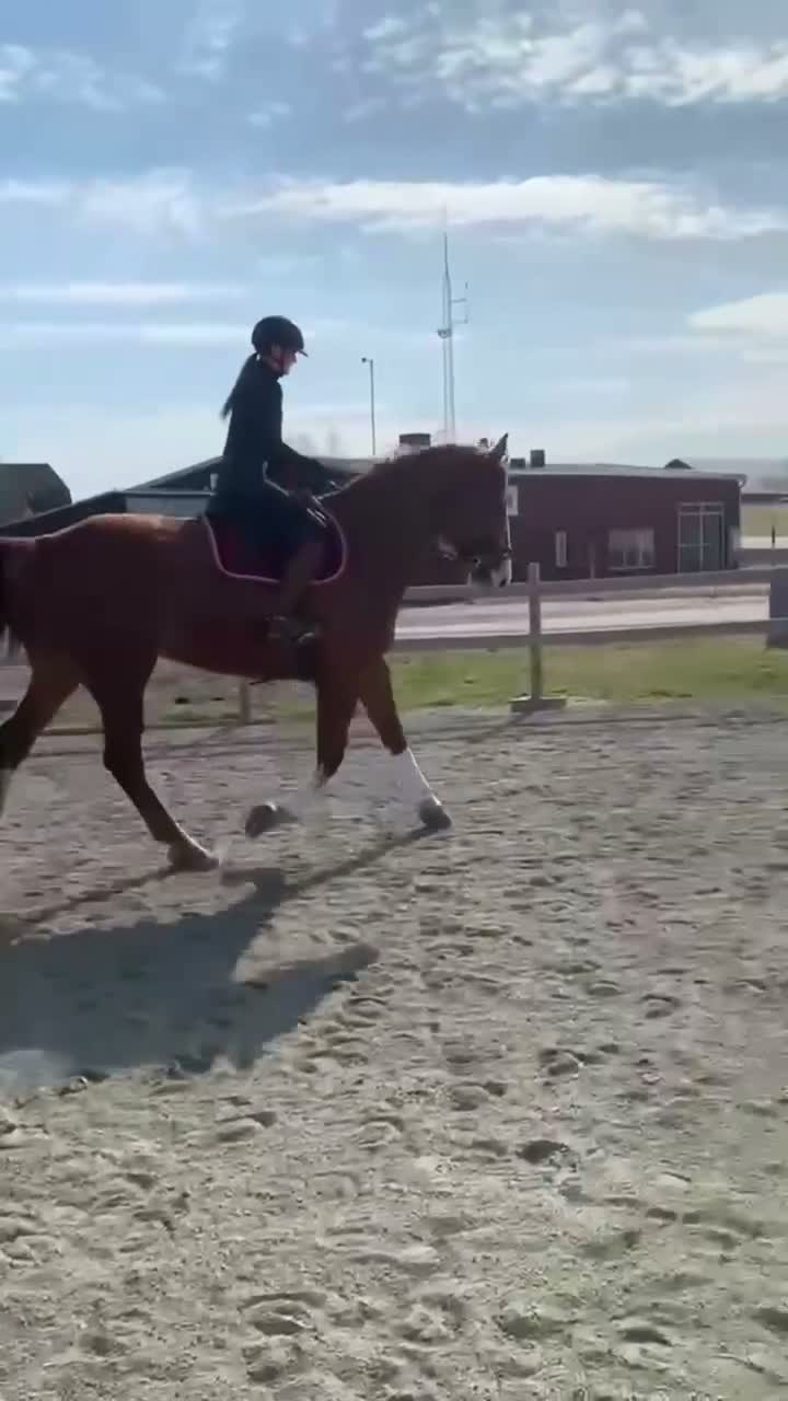 Allround hästar till salu: snygg valack för framtiden  - Video 2