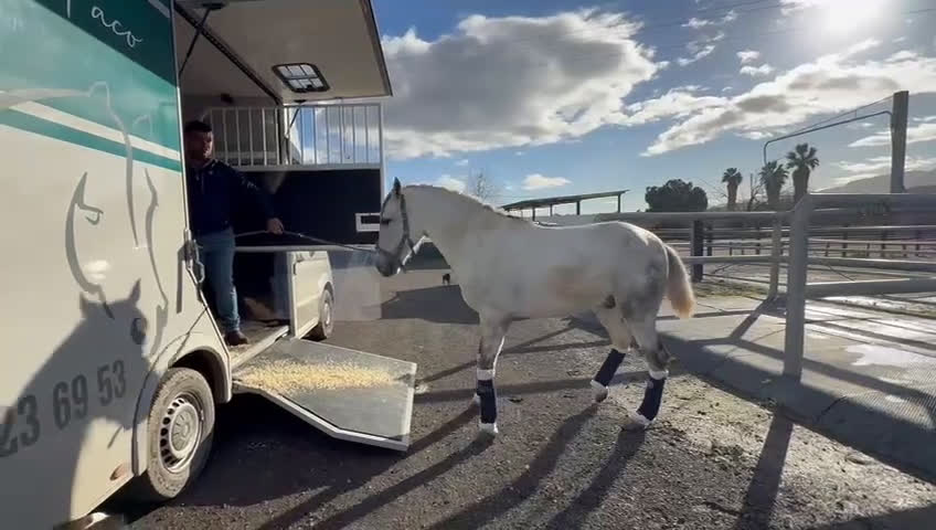 Dressyr hästar till salu: Fantastisk PRE hingst!! i Borås - Video 2