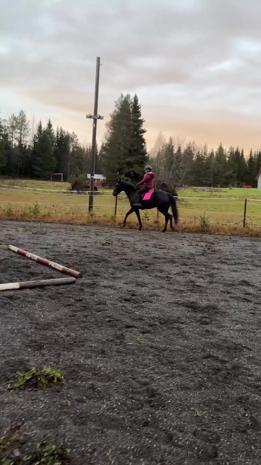 Allround hästar till salu: Nonni varmblod i Häggenås - Video 3