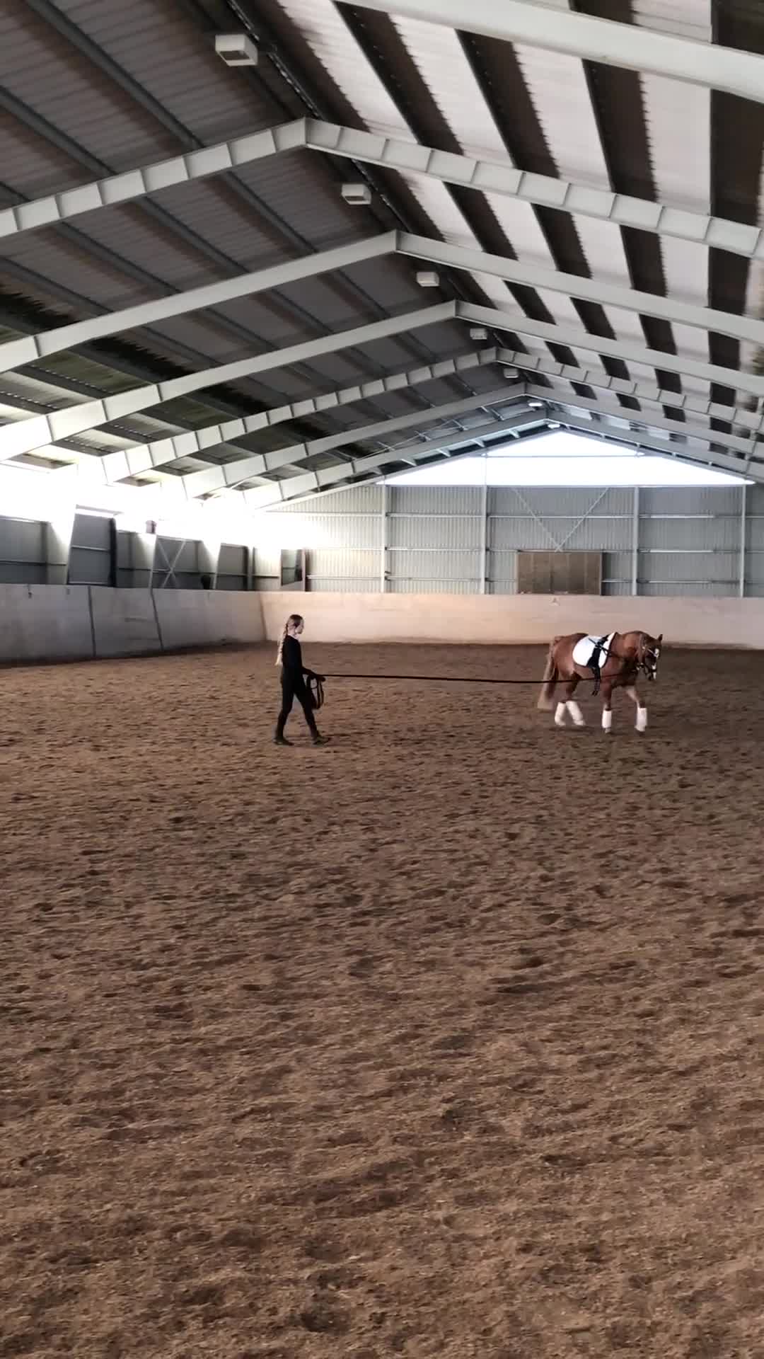Allround hästar till salu: Drömponnyn i Källby - Video 4