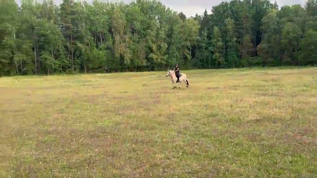  medryttarhäst finnes: Medryttare sökes mellan Märsta och Sigtuna  i Märsta - Video 2