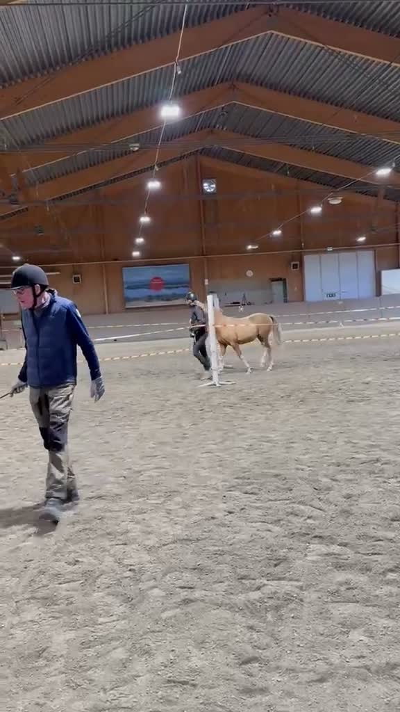 Allround hästar till salu: Sportponny med alla rätt!  - Video 1