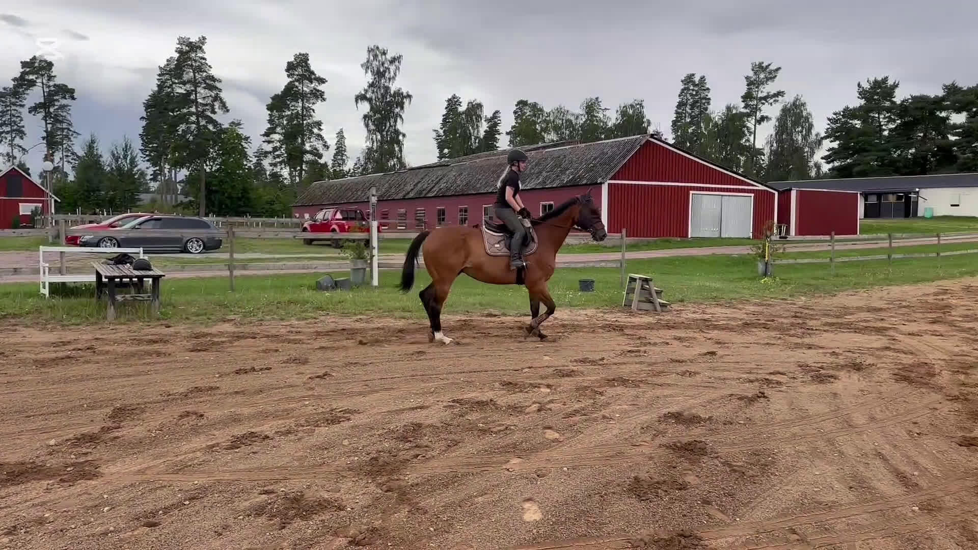 Allround hästar till salu: Drömhästen i Mjölby - Video 2