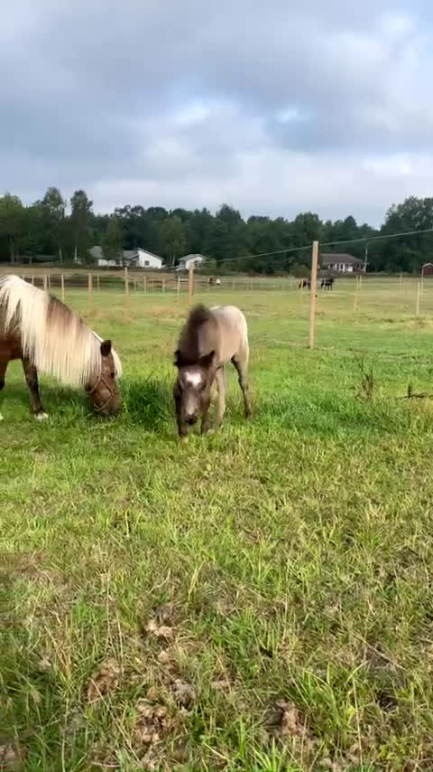 Övrigt hästar till salu: En liten sötsak  i Rydebäck - Video 1