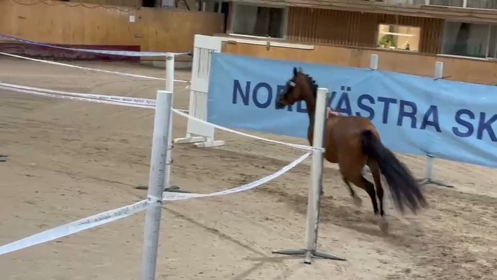 Allround hästar till salu: Framtidena tävlingsponny - Video 1