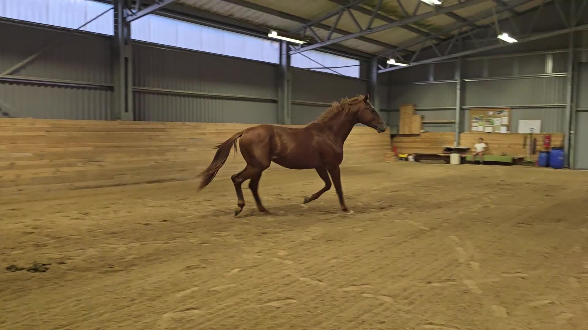 Dressyr hästar till salu: Sportig dressyrkille - Video 2
