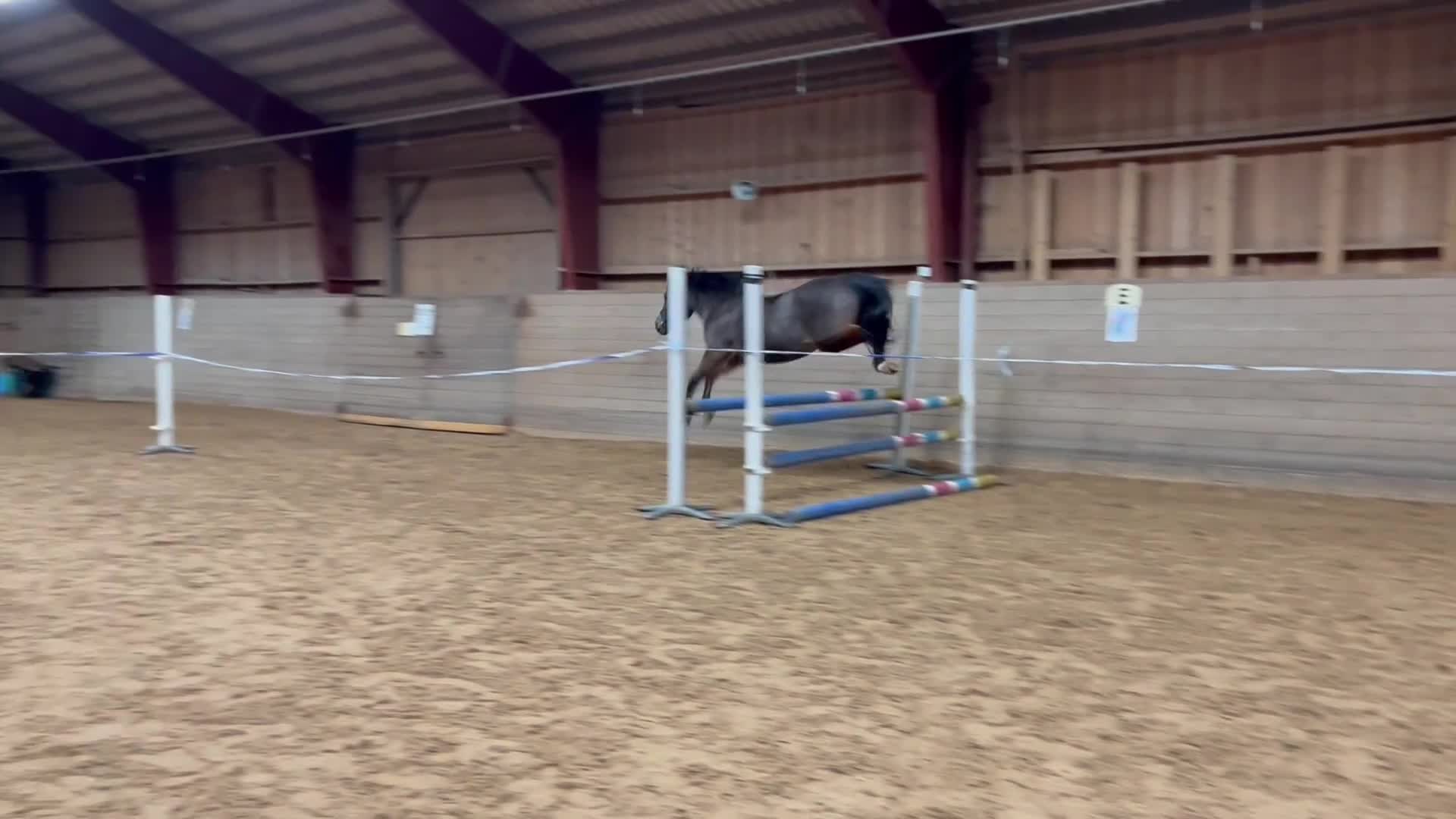 Allround hästar till salu: Pärlan letar fortfarande efter rätt hem - Video 2