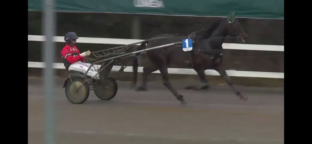 Trav hästar till salu: Starthäst säljes Swish Cash  i Umeå - Video 2