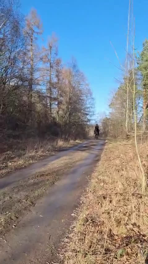 Allround hästar till salu: Drömponny - Video 2