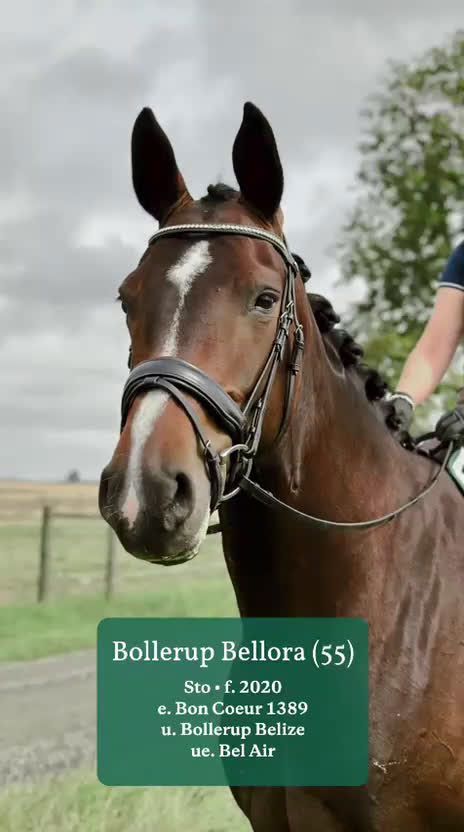 Allround hästar till salu: Bollerup Bellora (55) i Tomelilla - Video 1