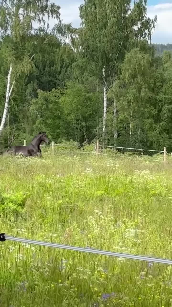 Dressyr hästar till salu: Vacker svart ung valack  - Video 1