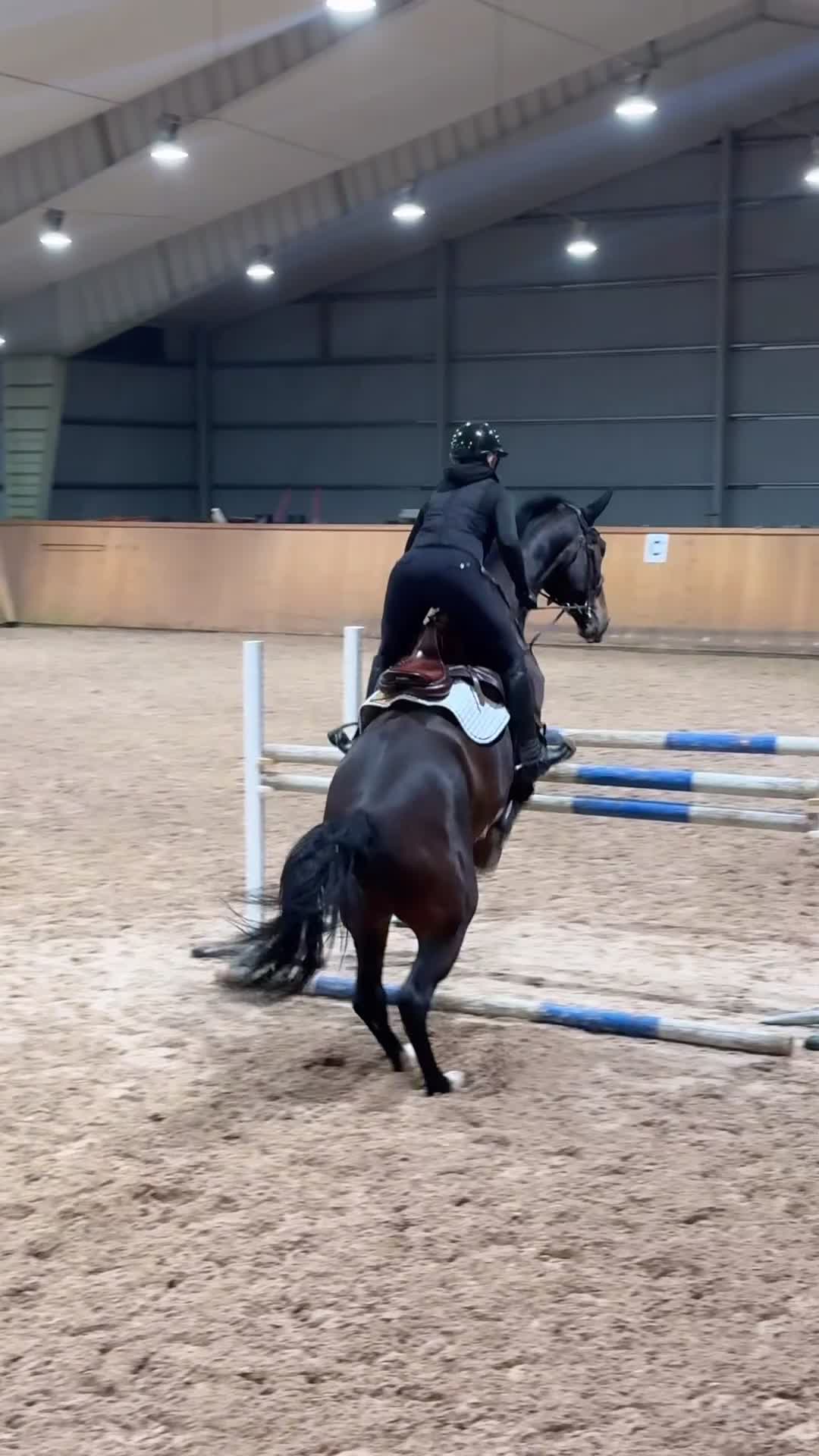 Hoppning hästar till salu: Trevlig valack  - Video 1