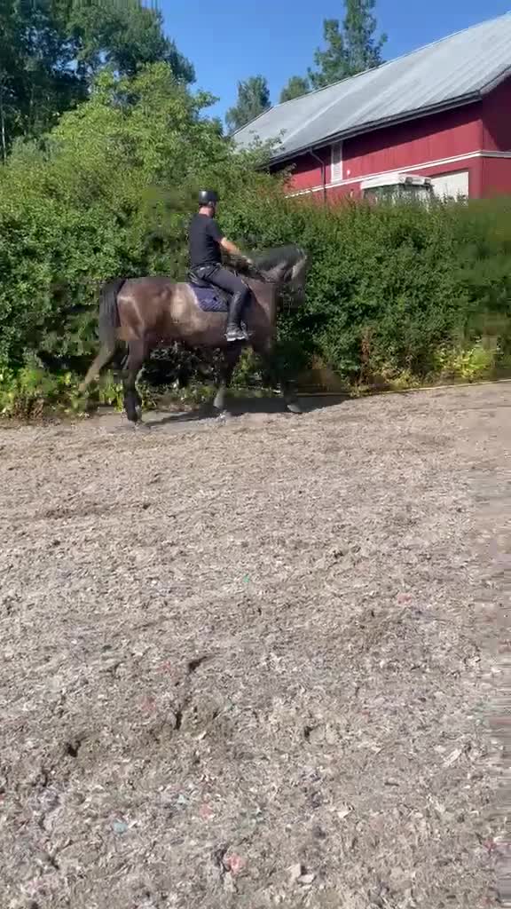 Hoppning hästar till salu: Stjernehoppe direkte etter Chacco-Blue - Video 2