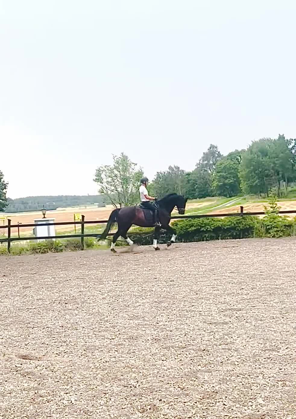 Dressyr hästar till salu: Valack med potential fyndpris - Video 2