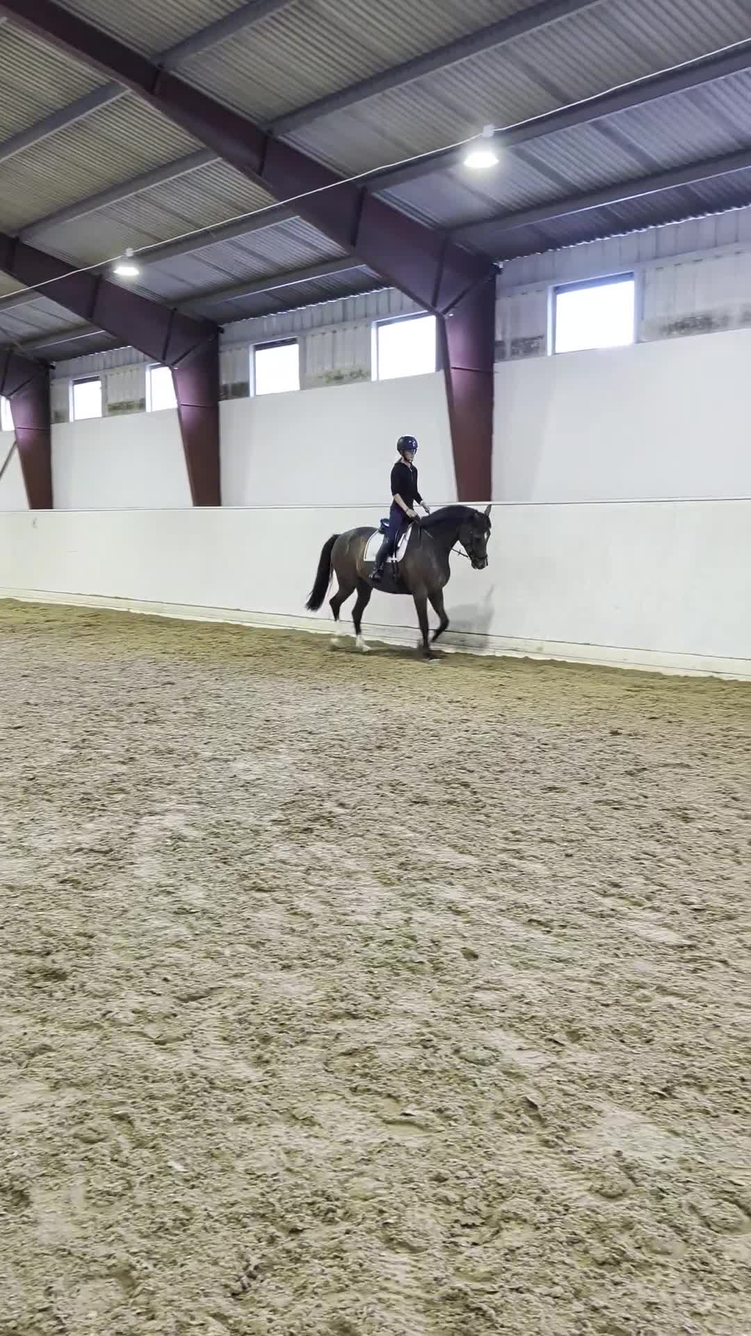 Dressyr hästar till salu: Lovande 6-åring med toppstam och fint temperament - Video 4