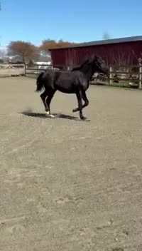 Dressyr hästar till salu: Vacker 1-årshingst med fina poäng - Video 3