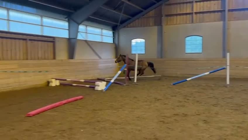 Hoppning hästar till salu: 2-års sto med prestationstam  - Video 2