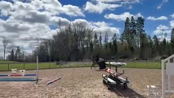 Hoppning hästar till salu: Modig och trevlig fyraåring - Video 2