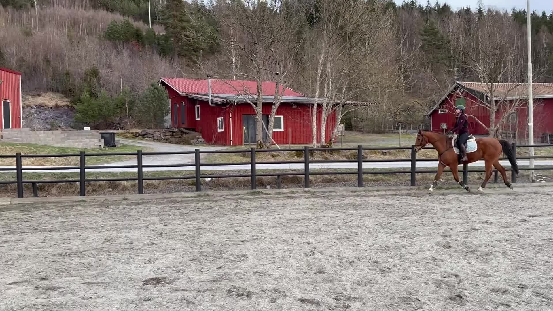 Allround hästar till salu: Fin läromästare  - Video 1