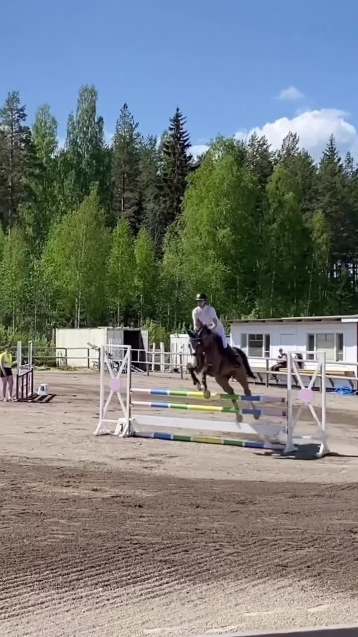 Hoppning hästar till salu: Mycket fin valack!  - Video 1