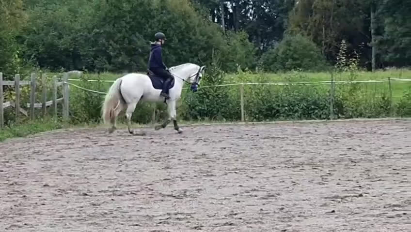 Allround hästar till salu: Unghäst som blir det du gör han till i Sundsvall - Video 2