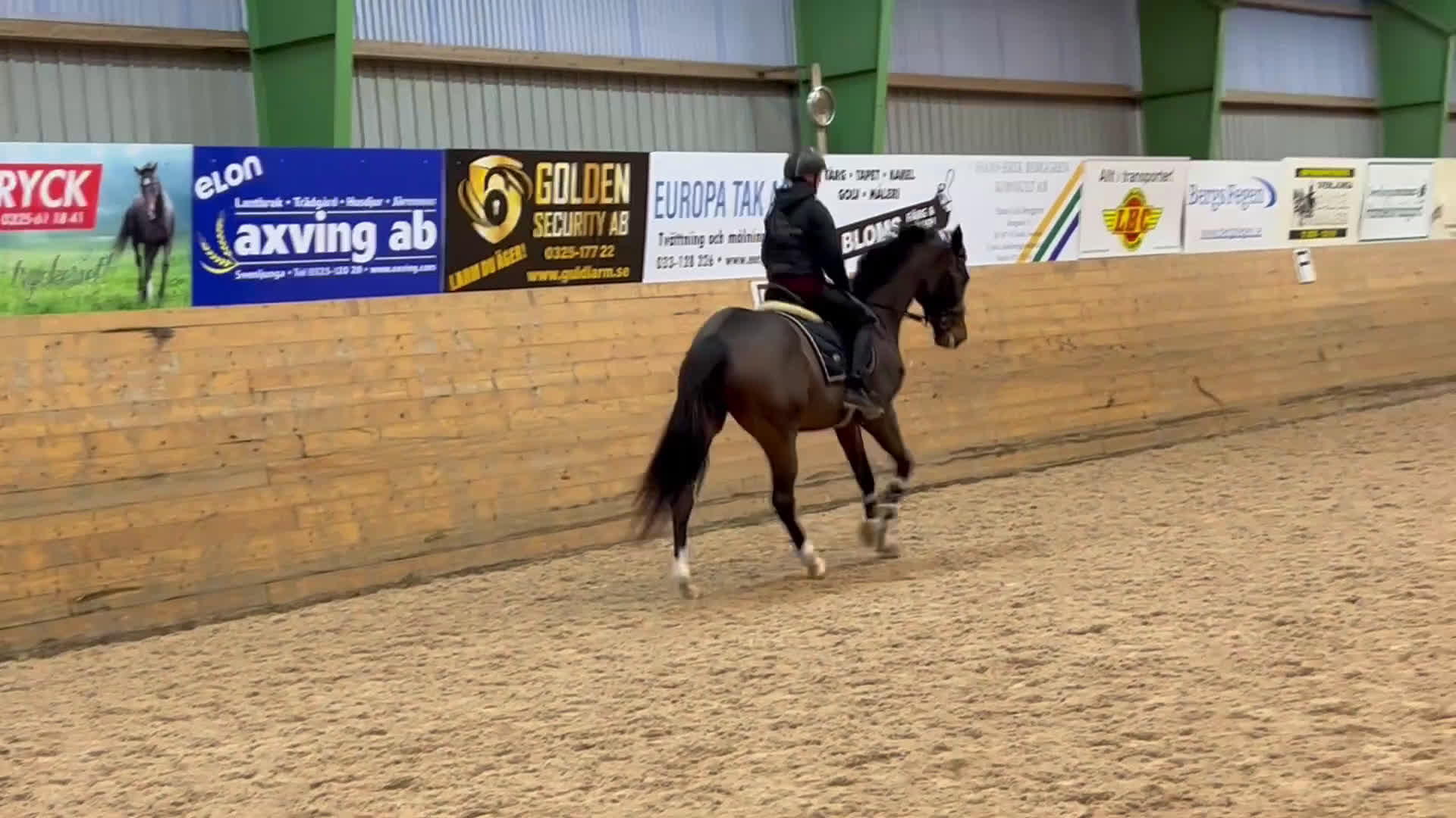 Allround hästar till salu: Hopp/dressyr sto - Video 1