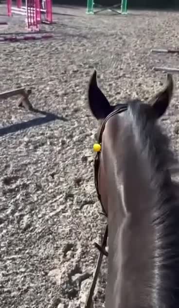 Dressyr hästar till salu: Dressyrvalack - Video 1