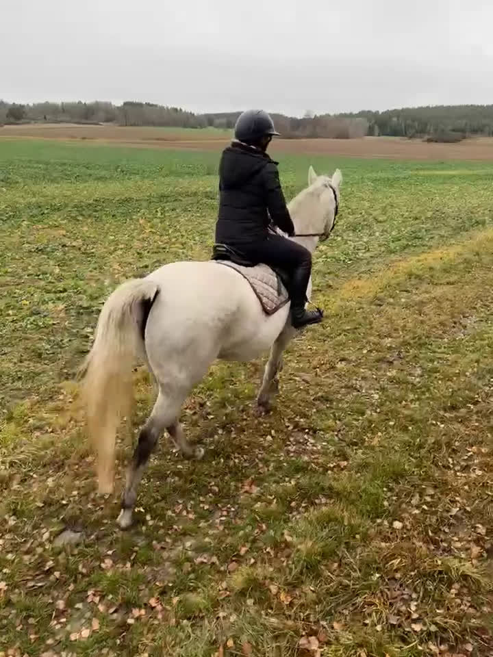  foderhäst finnes: Hobbysto söker fodervärd i Norrköping - Video 1